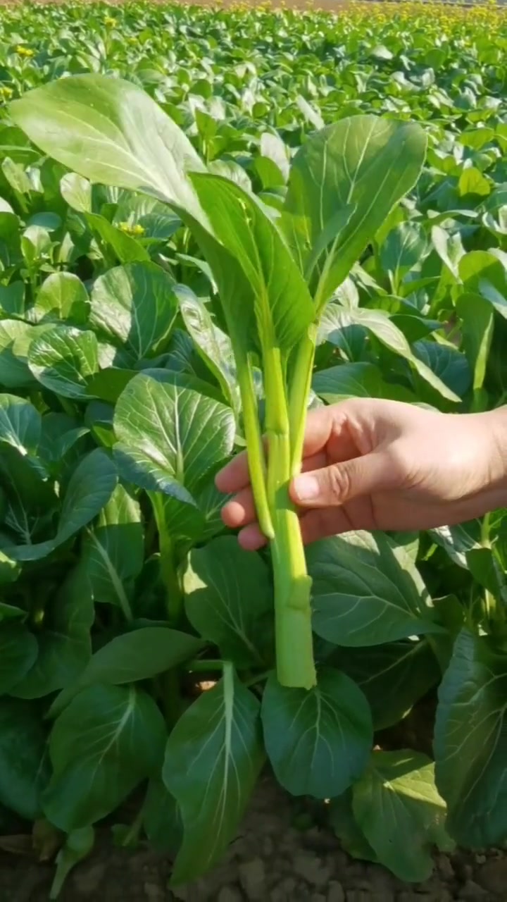 四九菜心该种了 我的小菜园 家庭种植 阳台种菜 蔬菜种子 田园生活-度