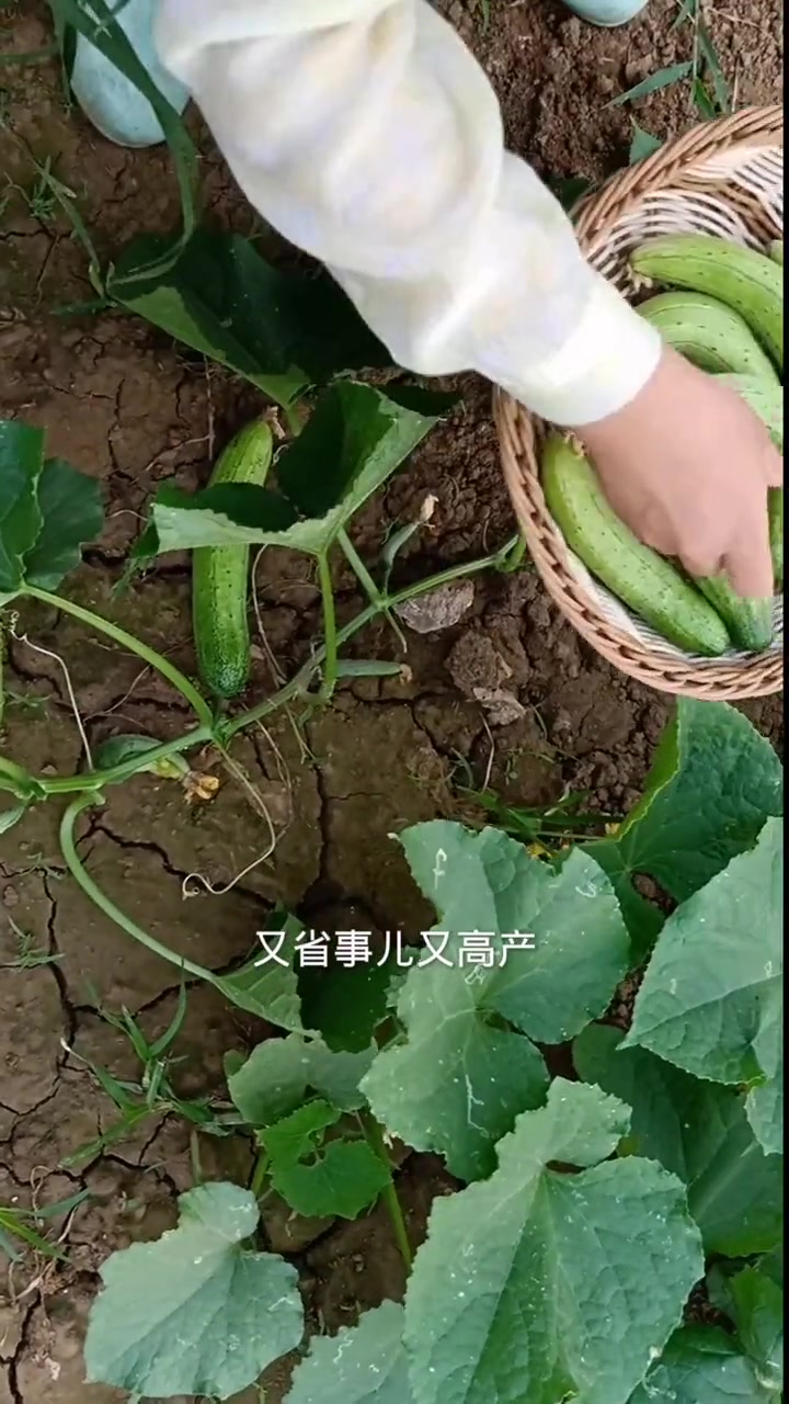这个黄瓜不用搭架,管理特别简单,懒人也能种的特别好,你也赶紧试试吧!