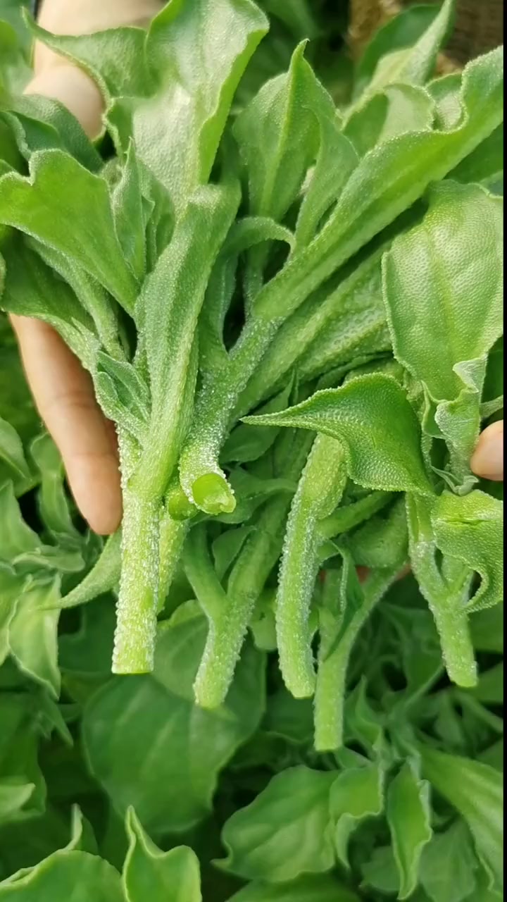 万物皆可种 冰菜那么贵,自己种特别简单,采收一茬又一茬,现在该种啦