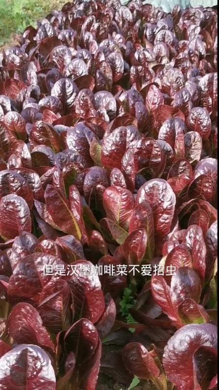 新农人计划2021 乡村大师课 汉堡咖啡香麦菜不爱招虫,种它特别的省事