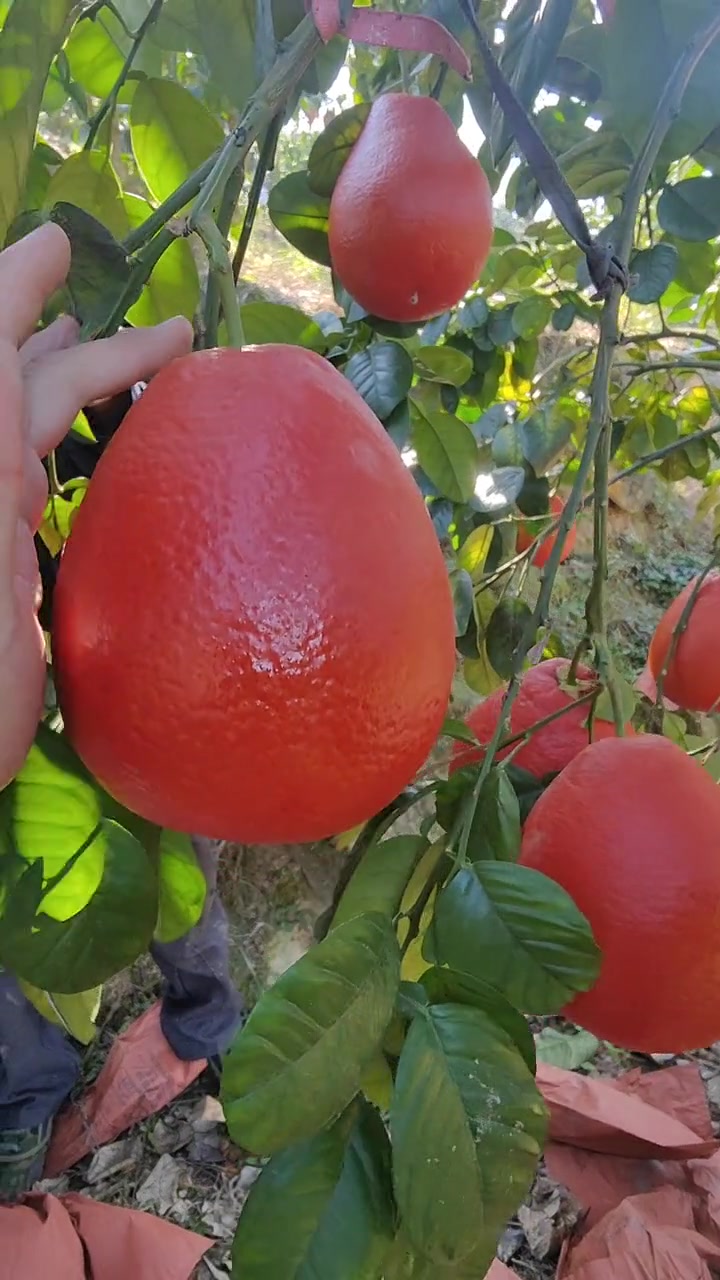 红彤彤的柚子,泰国暹罗红柚 精品泰国暹罗红柚-度小视