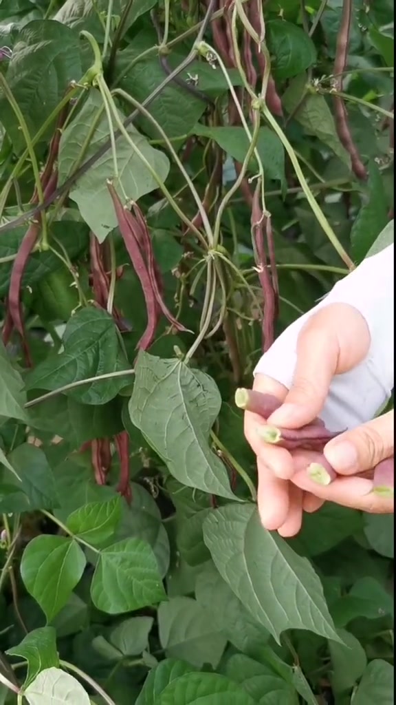 该种秋豆角了,这个紫架豆富含丰富的花青素,营养丰富,并且柔嫩无筋