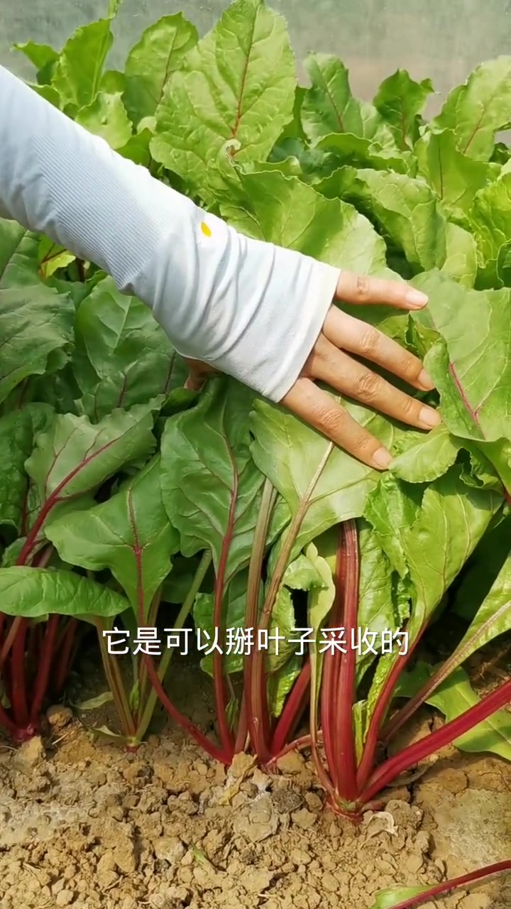 红根达菜,多茬采收,越采摘长得越多,从春天一直能吃到深秋,赶紧种一些