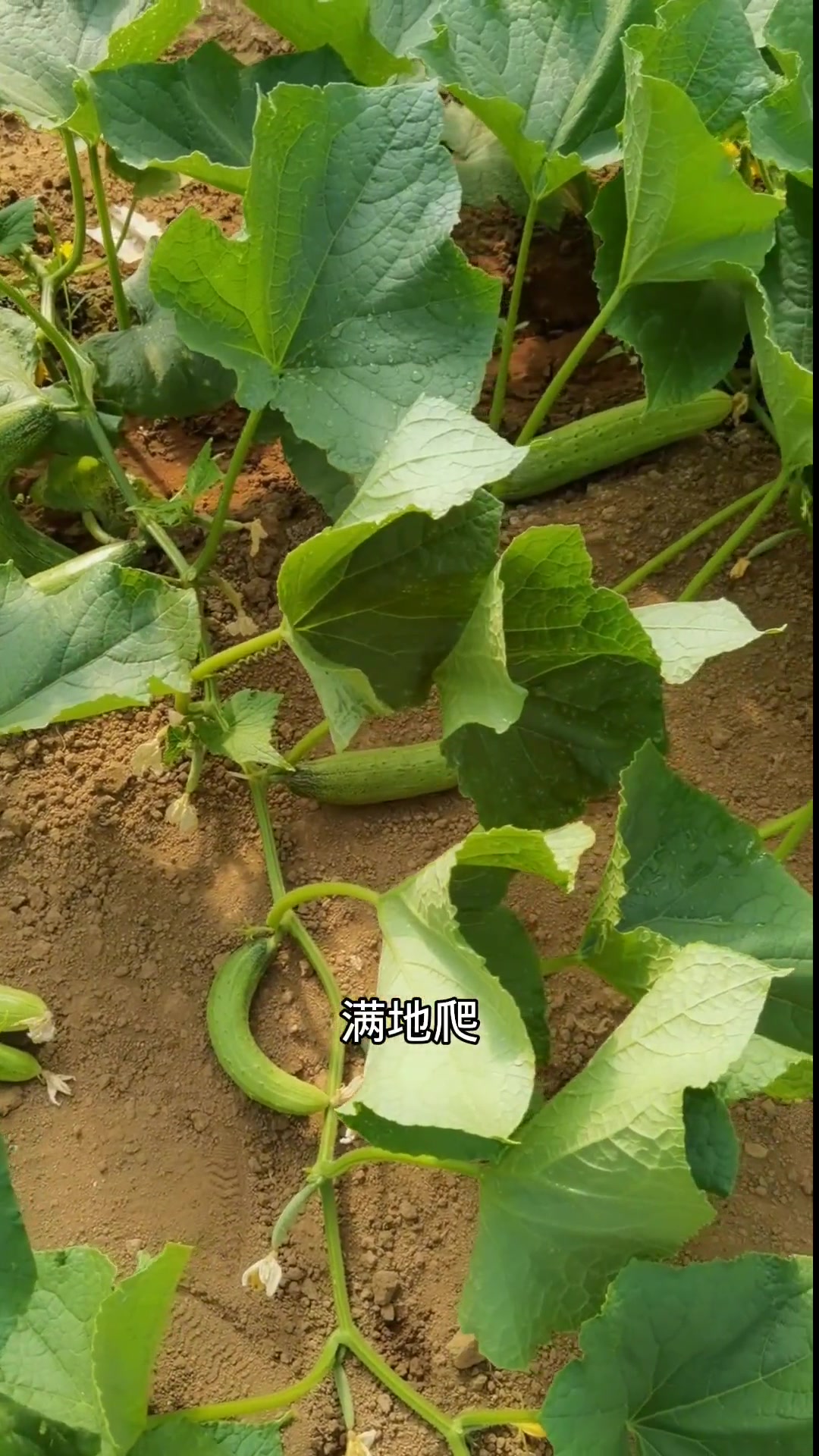 大家推荐一个适合懒人种植的地爬黄瓜,不用搭架,满地爬,管理简单产量