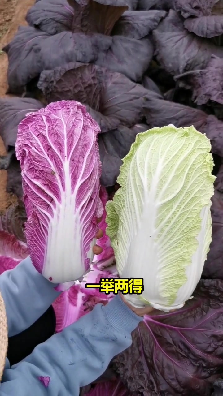 千宝菜,该种了 种菜 田园生活 我的小菜园 大白菜-度小视