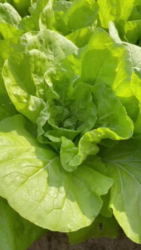 耐热又耐冷的奶油快菜,成熟只要一个月左右,你也赶紧种一些吧 我的小