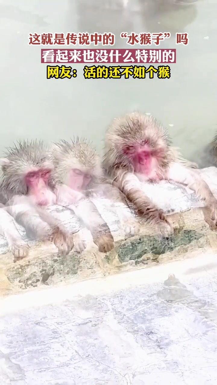 猴子集体泡温泉,一脸享受的表情,网友:活得还不如个猴(来源:江西民生