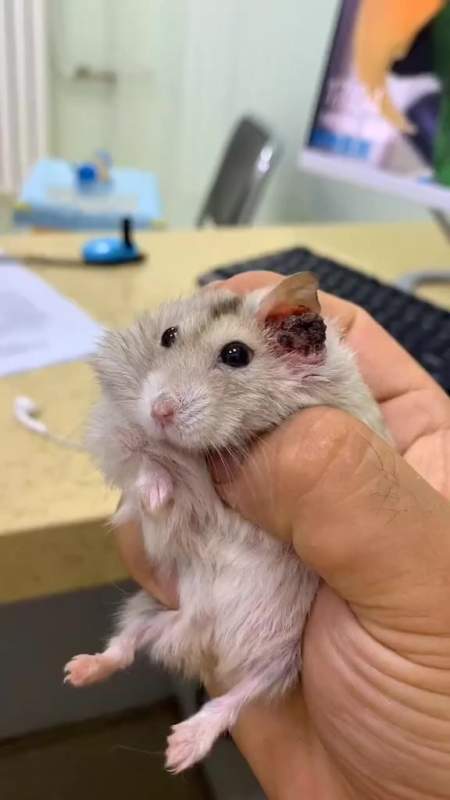 仓鼠耳道肿瘤,肿瘤过大已破溃,耳朵保不住了,全耳道切除!-度小视