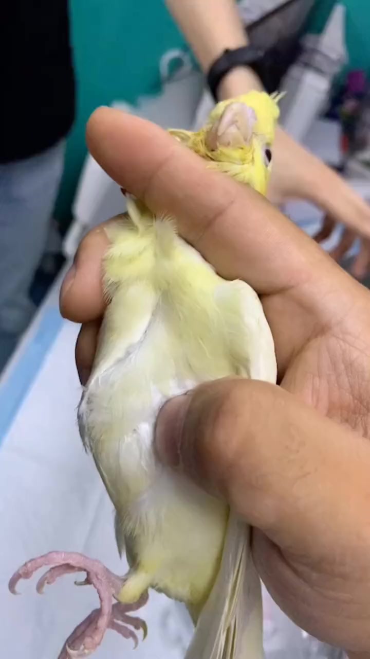 玄凤鹦鹉拉稀,瘦成"刀胸"-度小视