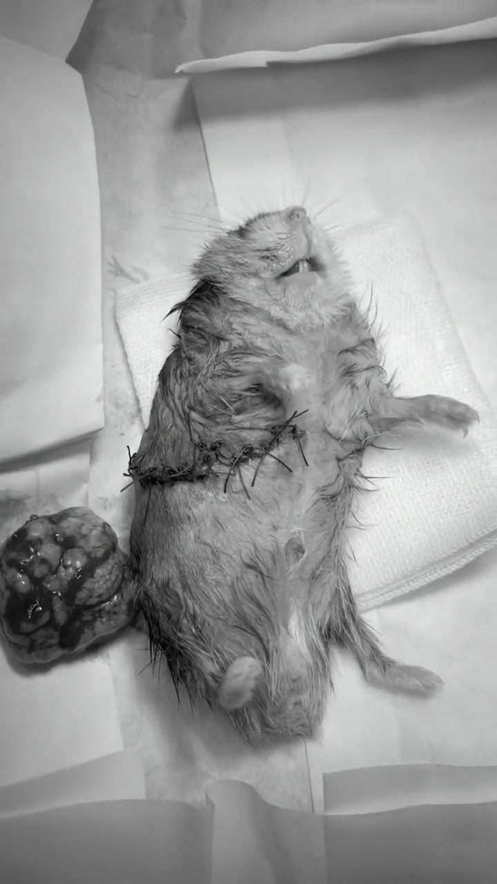 仓鼠肋骨巨型骨肉瘤成功切除-度小视