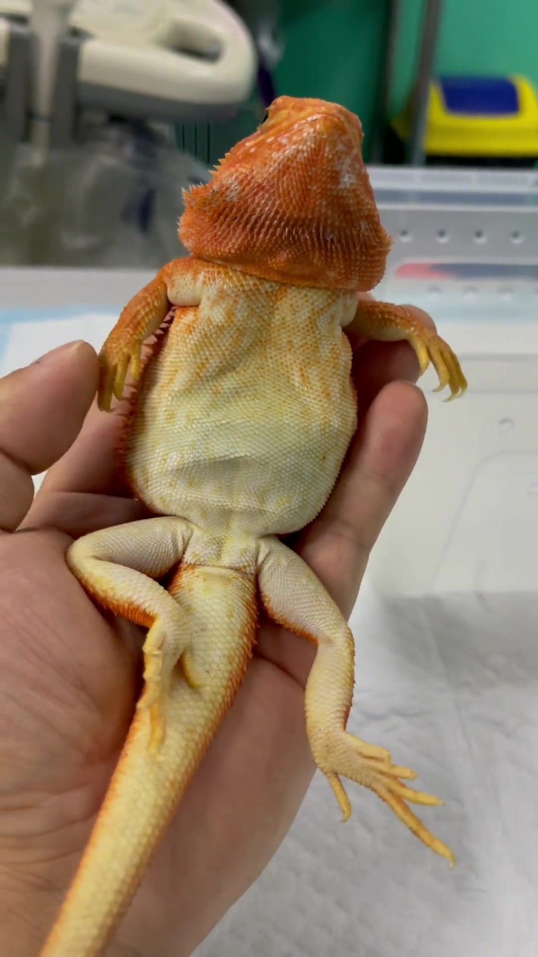 长了一年多还没有长大!迷你小鬃狮蜥-度小视