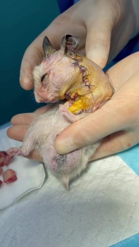 仓鼠颈部多发肿瘤,风险指数爆表!很幸运成功切除!-度小视