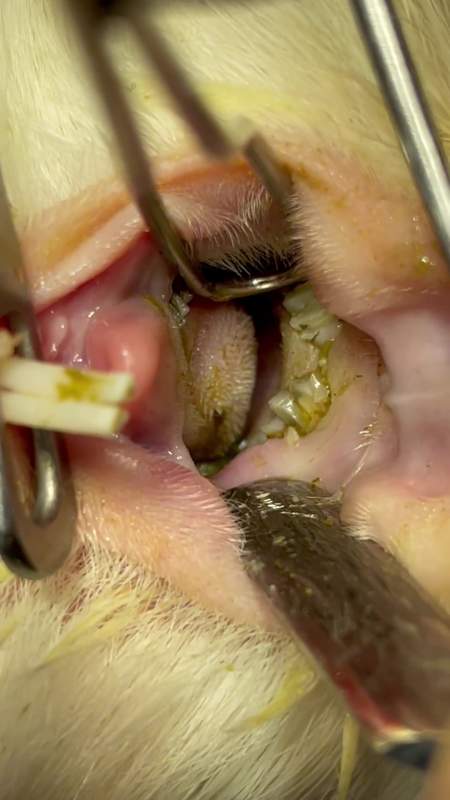 龙猫不爱吃饭,口腔检查牙齿全部坏了!-度小视