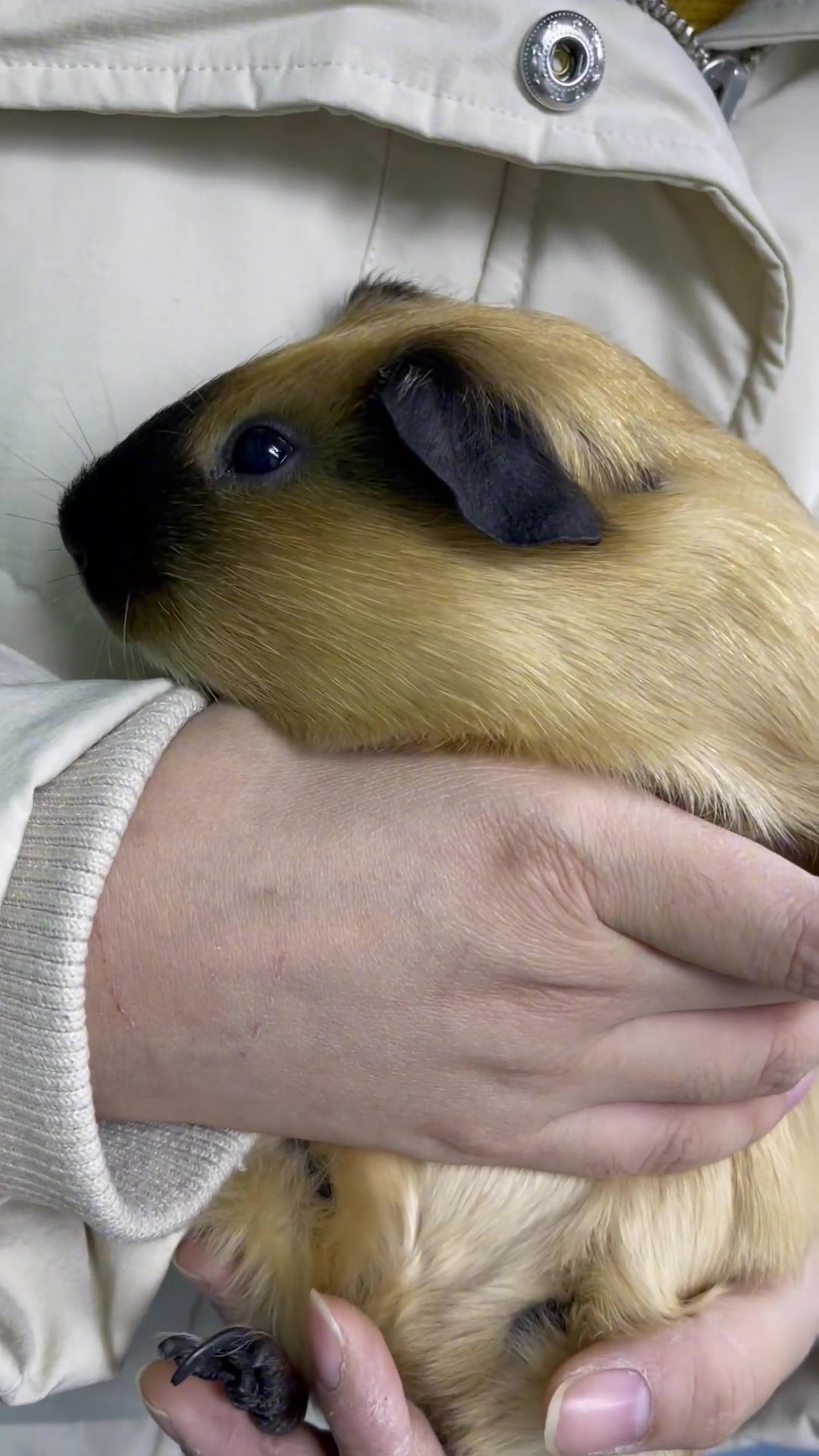 暹罗豚鼠指甲太长了!指根部感染!-度小视