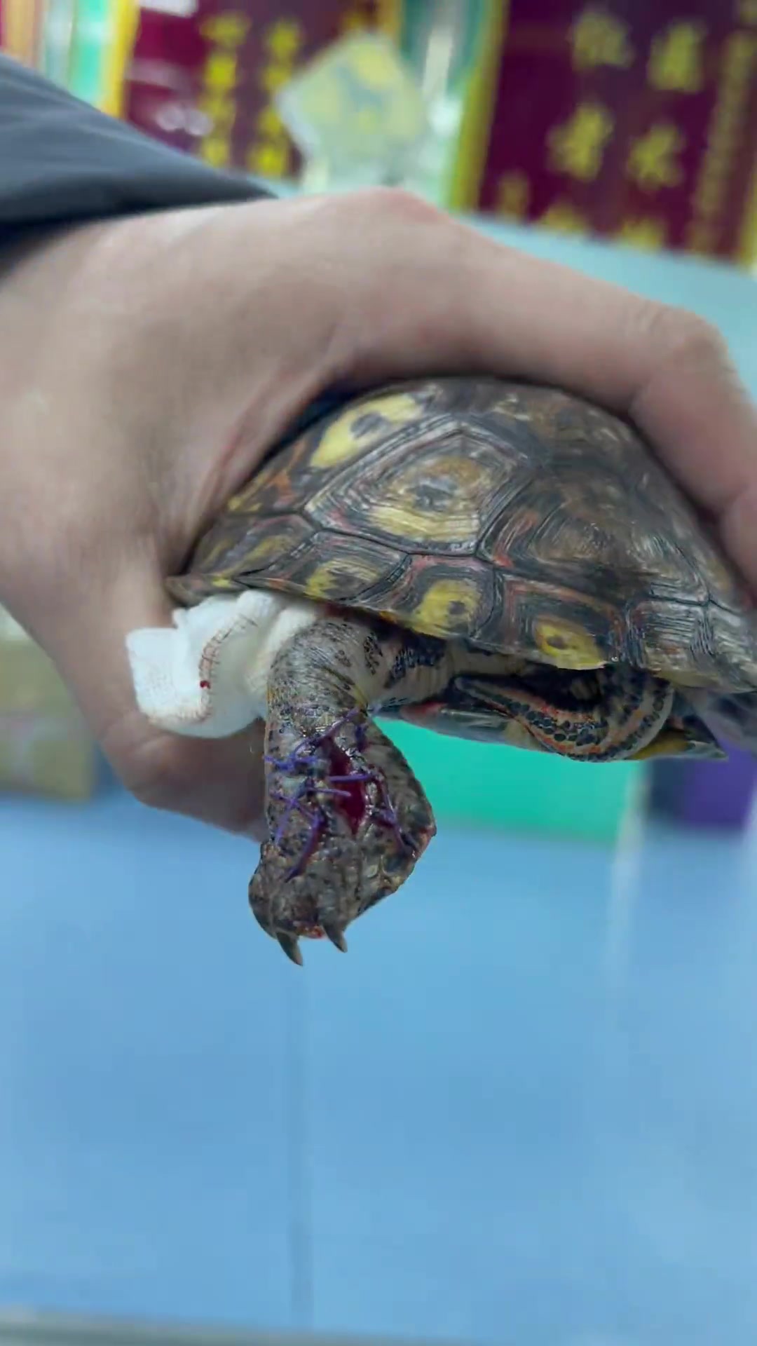 油彩木纹龟爪子脓肿!