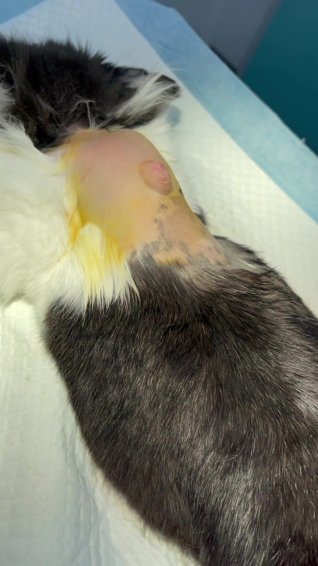 8岁母兔胸背部体表肿瘤切除!早发现早切除!-度小视