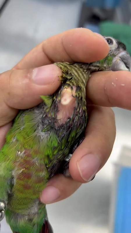 今天遇见一只嗉囊装满橡胶管子的鹦鹉!原来是一周误食了四根管子!