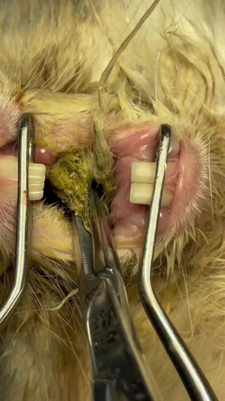 9岁兔子不吃饭,体瘦,流口水!检查,口腔溃疡,颊黏膜卡草团,牙刺!