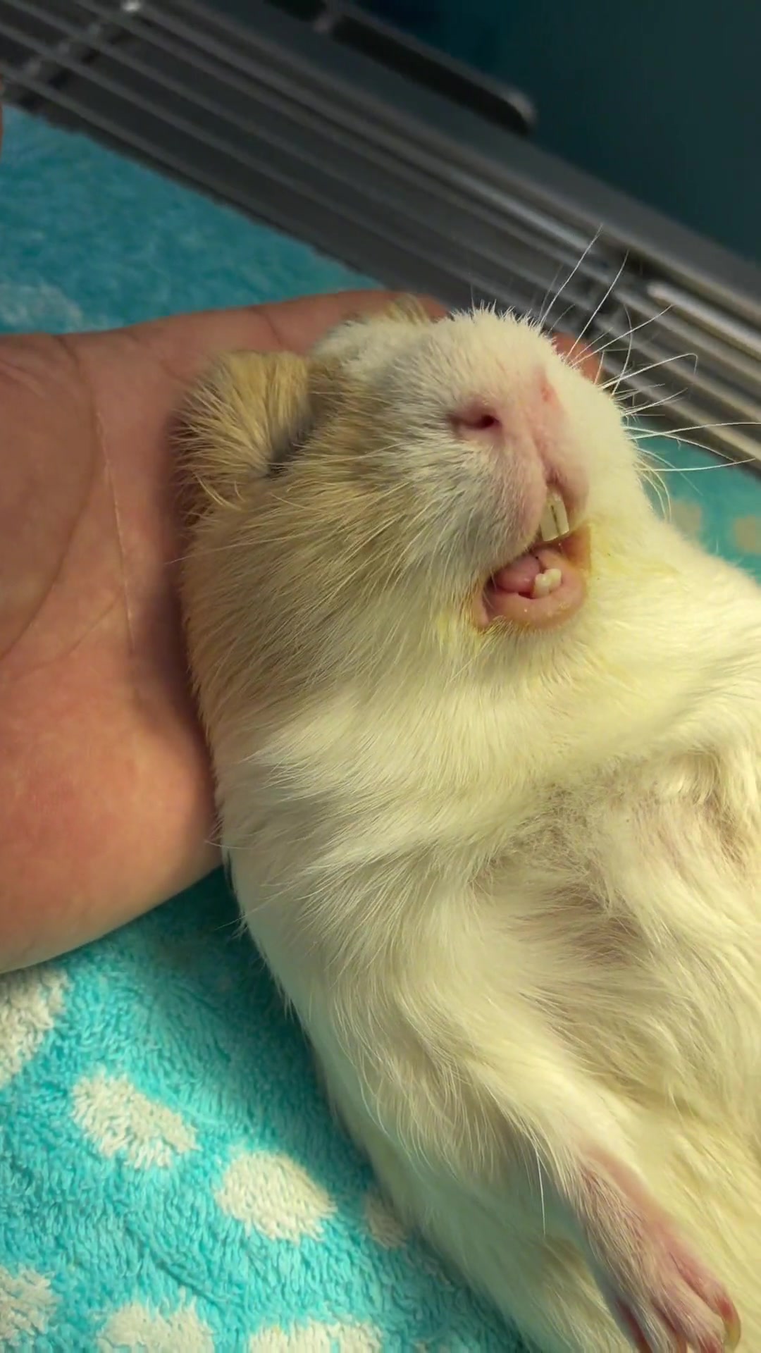 双侧牙刺!舌头溃疡!-度小视