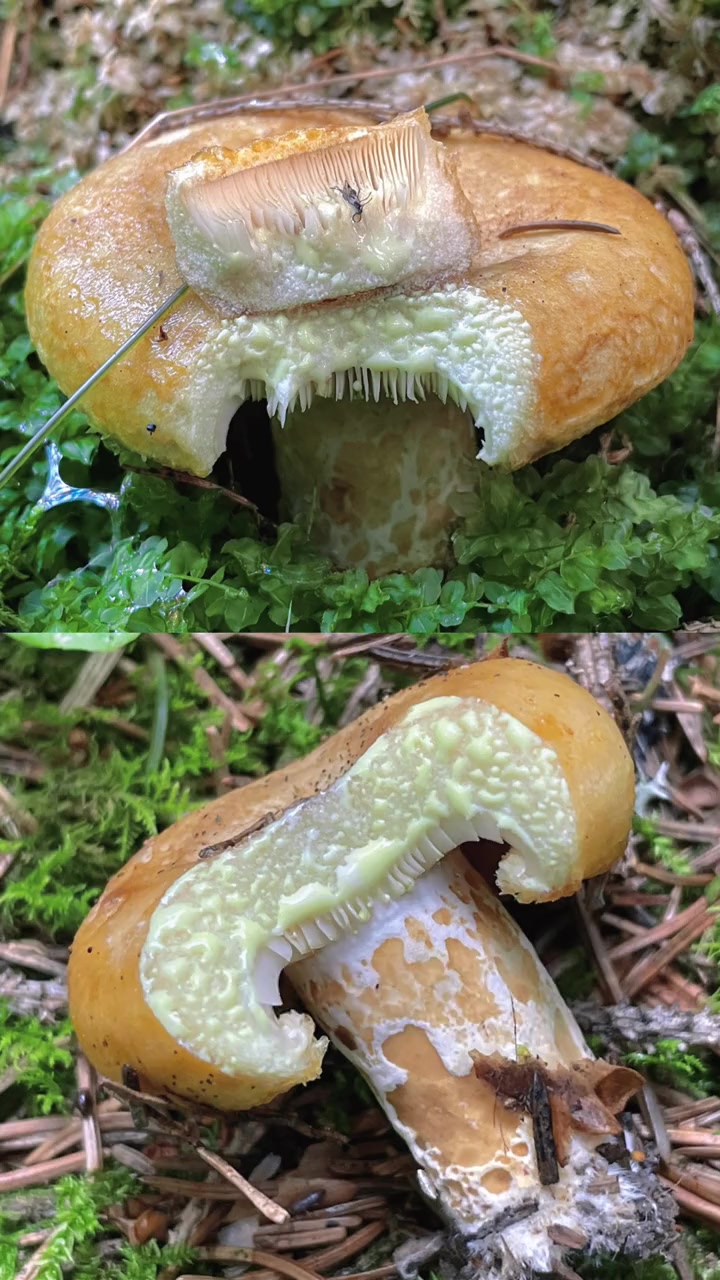 受伤后流白色乳汁的毒蘑菇:窝柄黄乳菇 萌知计划 毒蘑菇 科普 涨知识