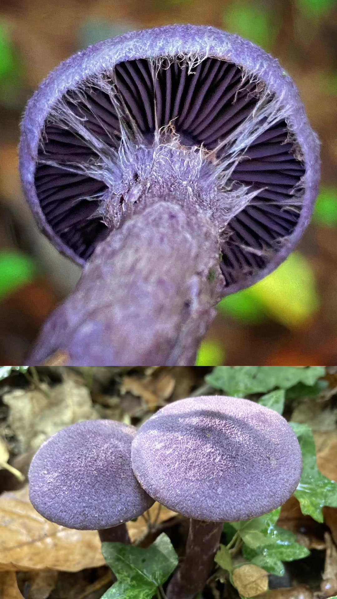 第112集|长满蛛丝的紫色食药两用菌:紫绒丝膜菌 蘑菇 科普 野生菌