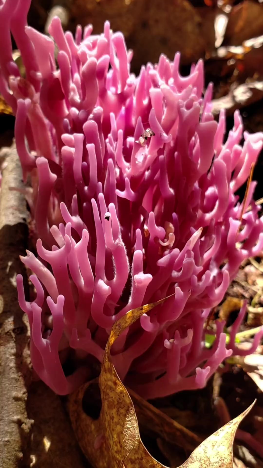 第103集|被誉为森林之花的可食野生菌:堇紫珊瑚菌 萌知计划 科普 蘑菇