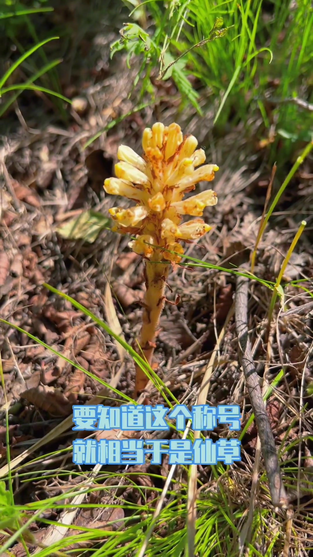 这是黄花列当,俗称草苁蓉,兔子拐棒,是一种多年生寄生草本植物 萌知