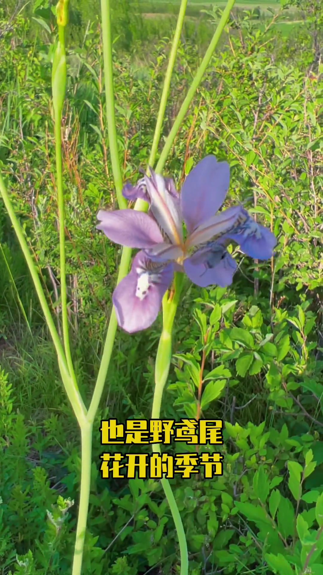 这是野鸢尾,俗称射干鸢尾,白射干,鬼扇子,不但是观赏植物,根茎还可