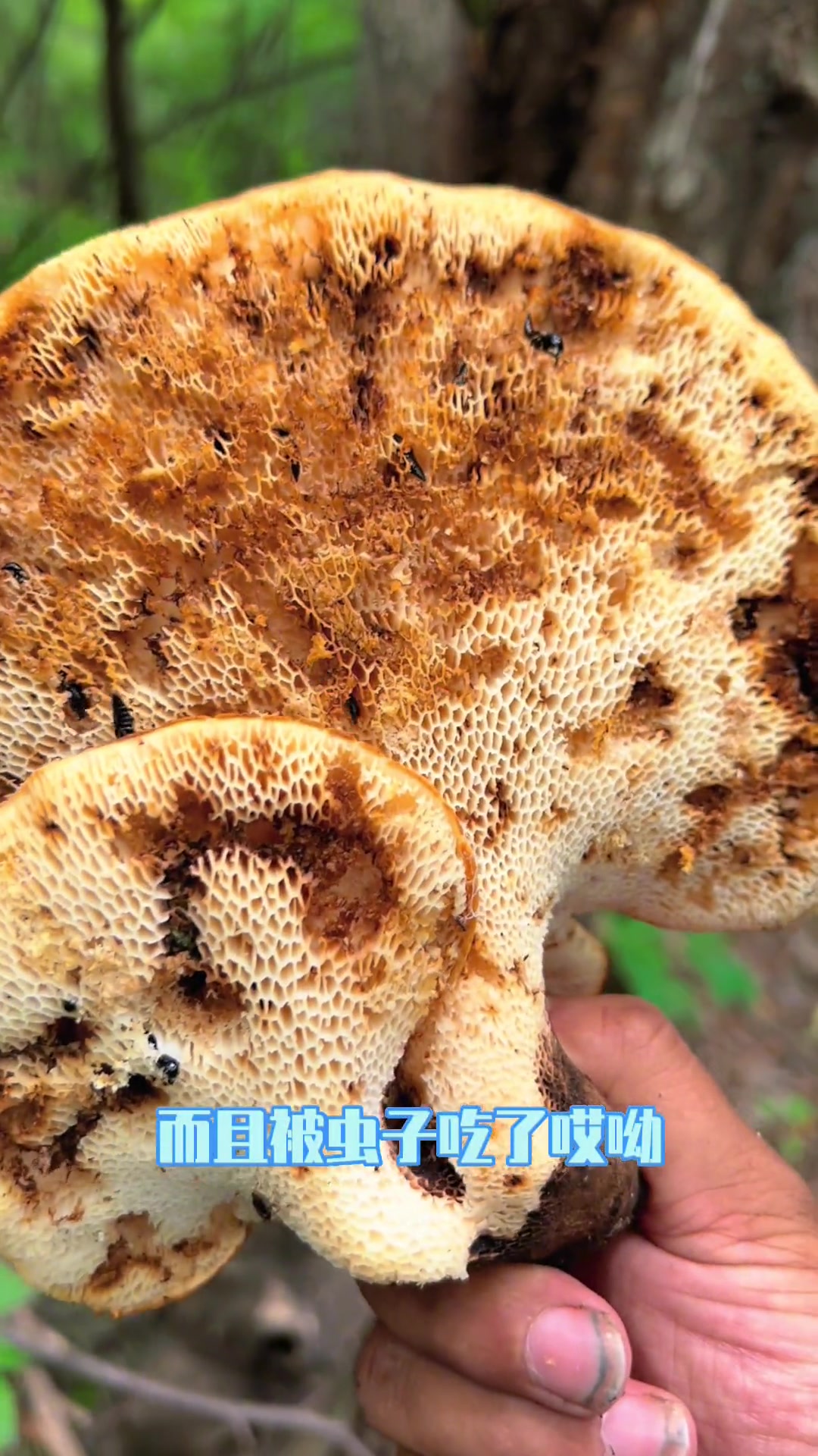 森林溪水边发现的大蘑菇:宽鳞多孔菌 蘑菇 采蘑菇 野生菌 捡菌子 科普