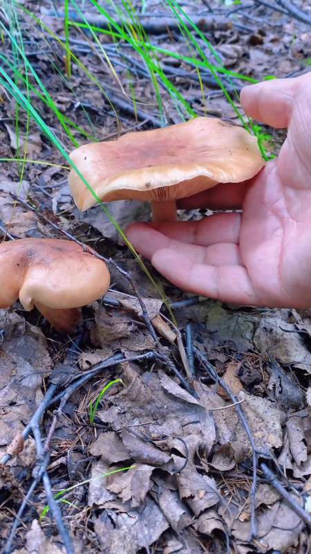 第75集|创作灵感 野生菌 采蘑菇 捡菌子  小助手 黄褐口蘑食药兼用