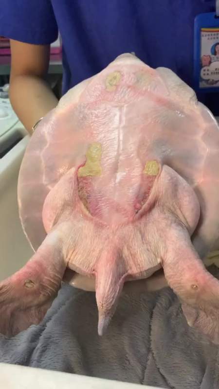 猪鼻龟品种疾病,腐甲!治疗周期一个半月,基本上都能恢复!