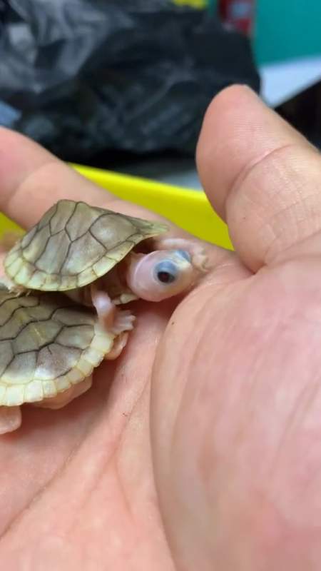 好漂亮的变异巴西龟!仔细看,瞳孔是红色!-度小视