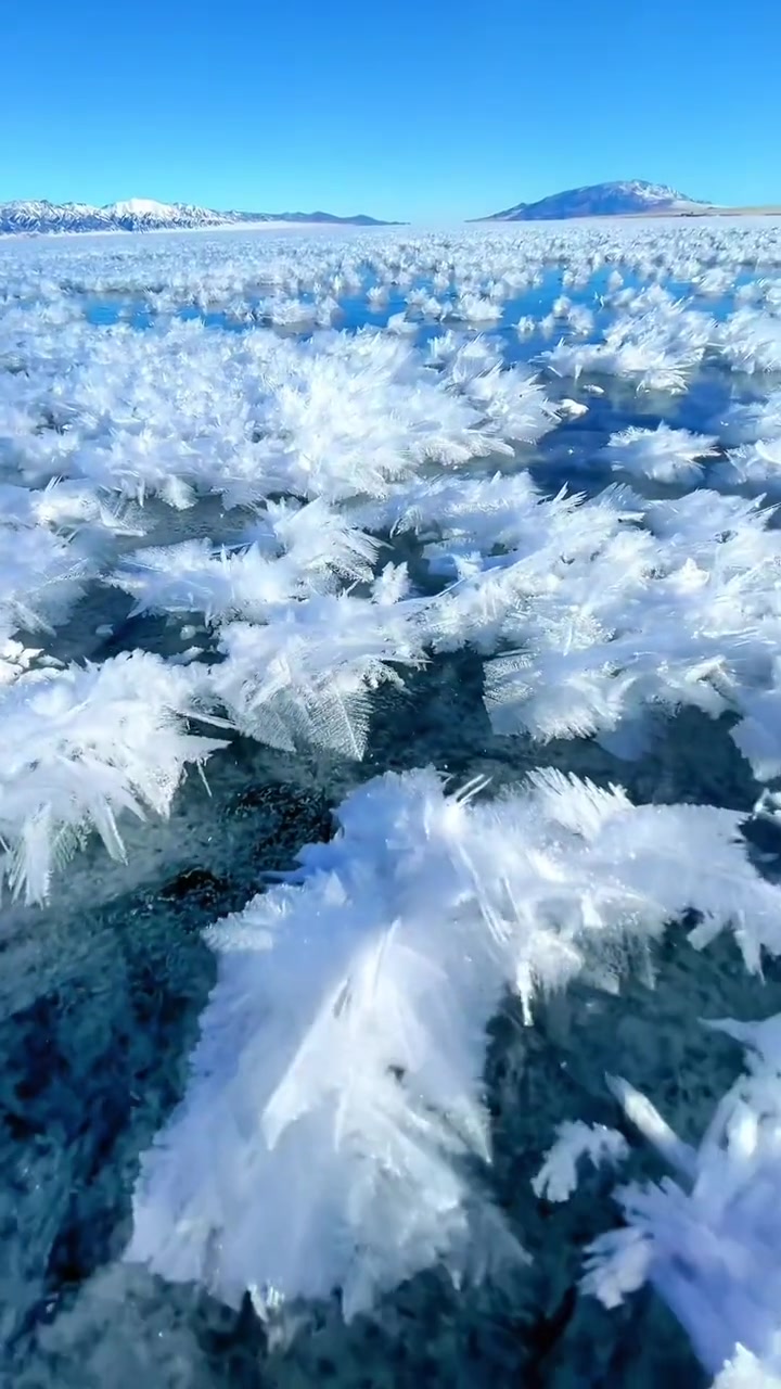 送你一朵雪冰花新疆赛里木湖雪冰花绽放绝美