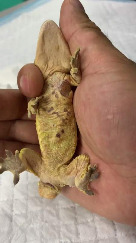 守宫蜥蜴霉菌感染,改善潮湿环境!-度小视