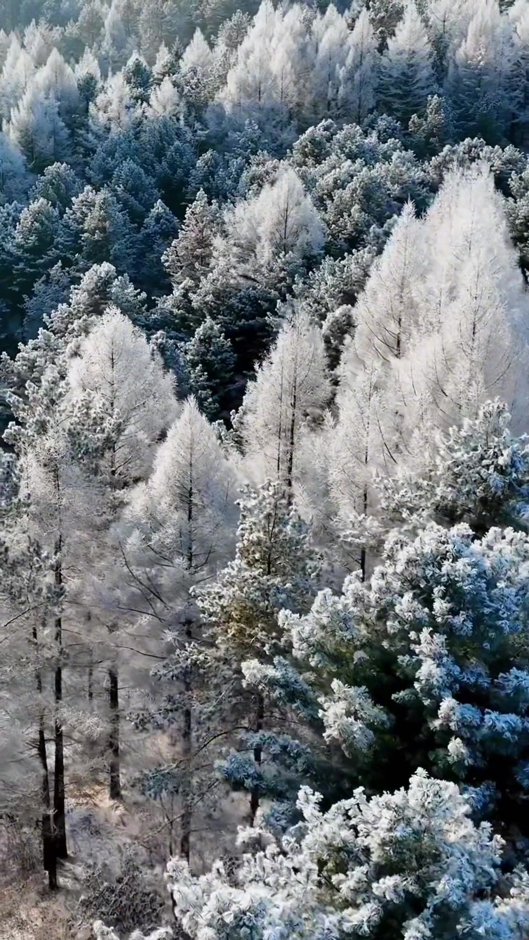 黑龙江伊春 雾凇美景 雪景美如画 冬天该有的样子 黑龙江的雾凇有多绝