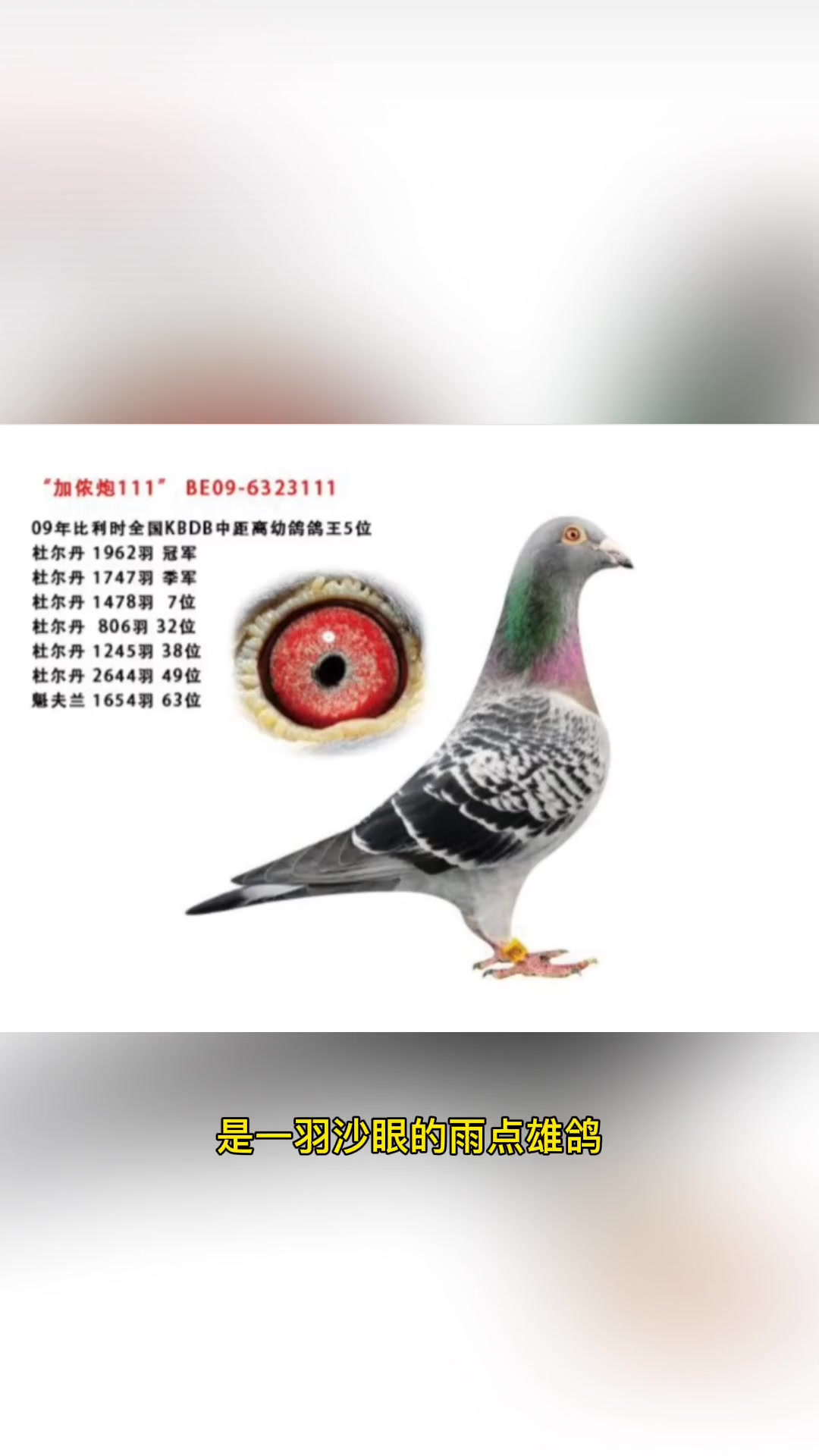 信鸽 职业赛鸽 养鸽人 丹尼凡戴克.加农炮111-度小视