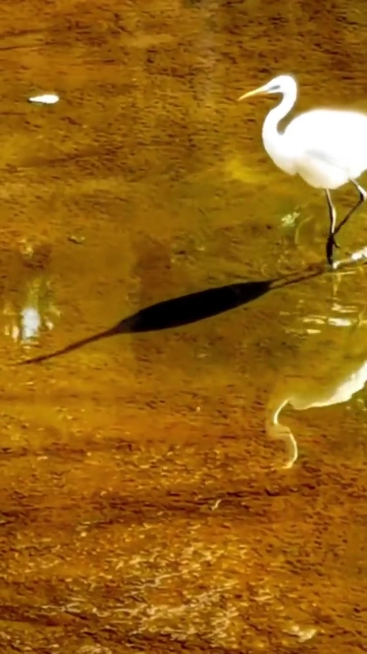 白鹭水中踱步 网友:对影成三人?