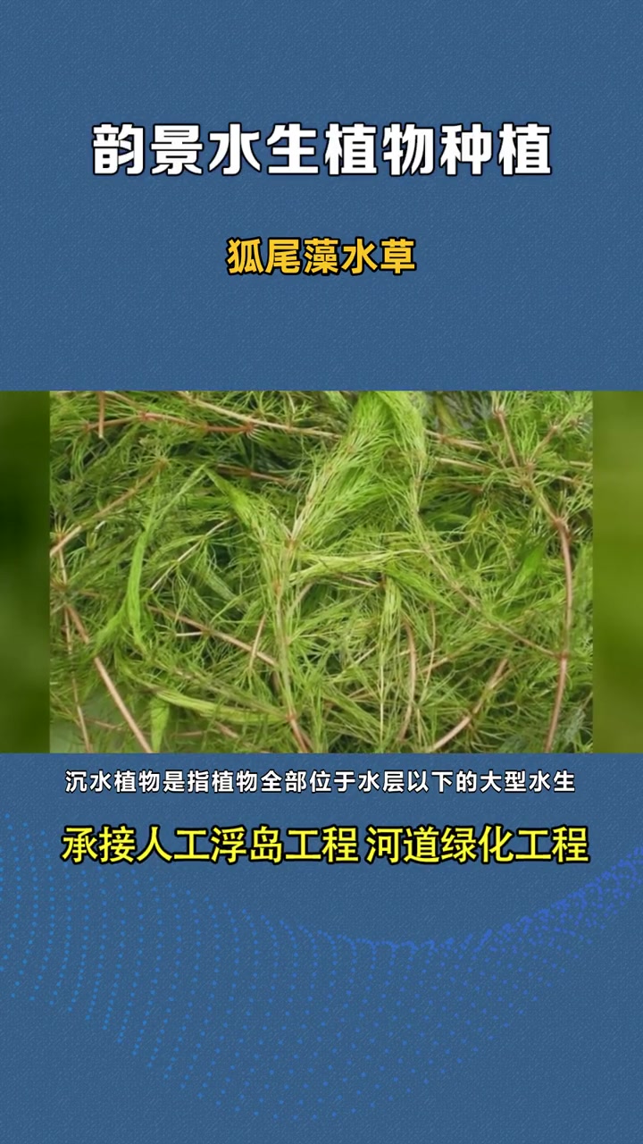 马来眼子菜种子 狐尾藻水草 狐尾藻批发-度小视