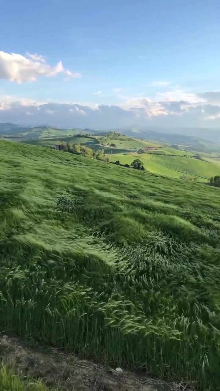 在意大利博洛尼亚郊外,如丝般顺滑的草浪,每一次被风吹起,都让人格外