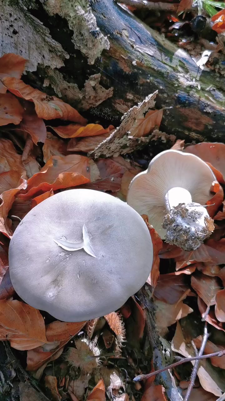 食用后有累计致癌风险的毒蘑菇:水粉杯伞 萌知计划 毒蘑菇 野生菌