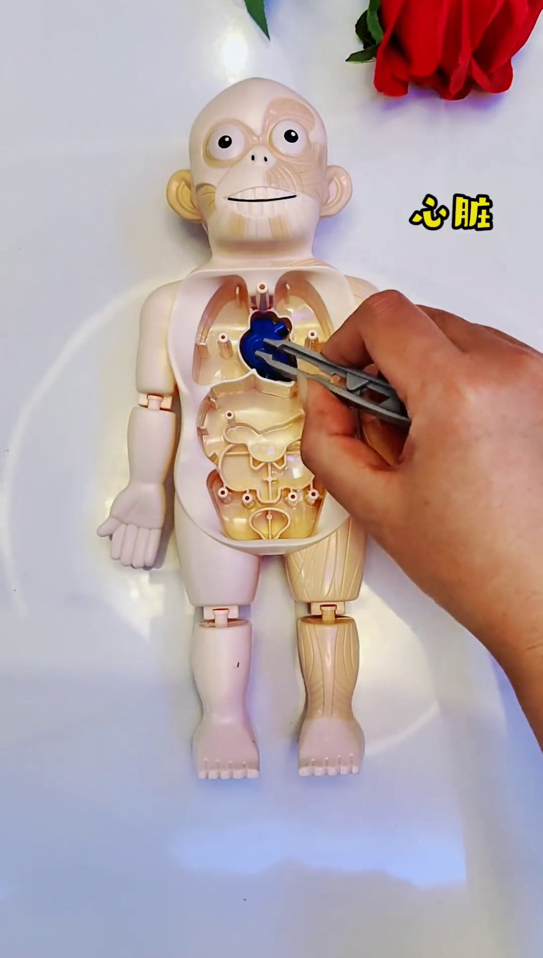 人体内脏模型制作手工