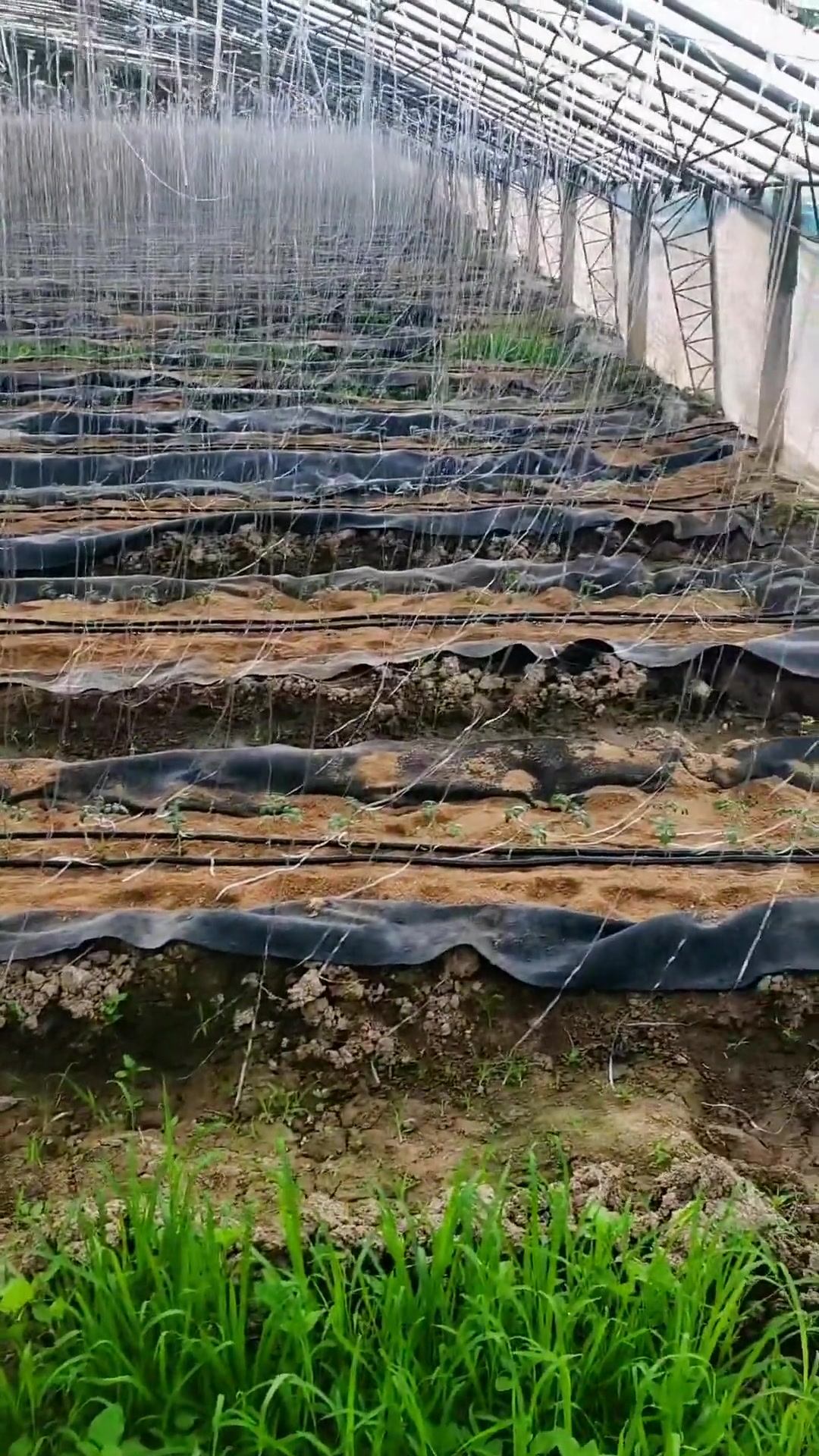 创作灵感 番茄浇水施肥方法 农业种植 西红柿 高垄 山东生活日记  小