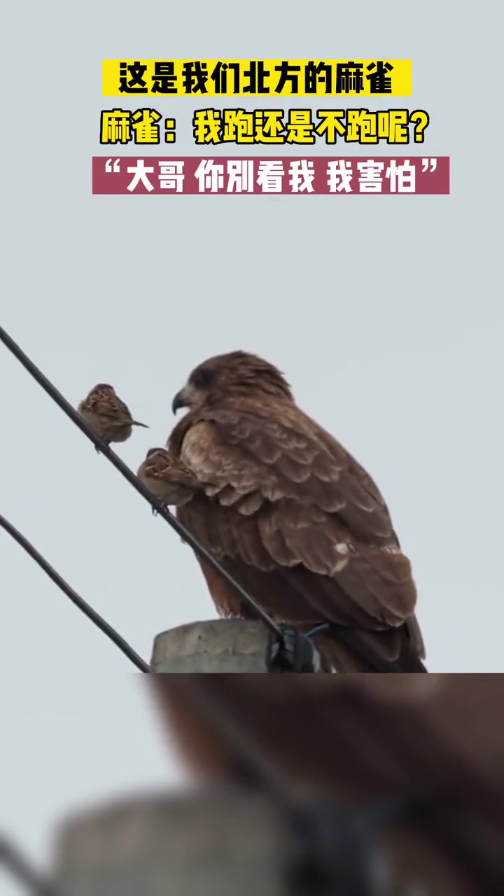 老鹰和麻雀和平共处 动物世界-度小视