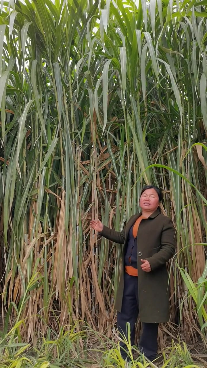 巨菌草甜象草皇竹草可饲养牛羊马驴鸡鸭鹅猪全国各地均可种植-度小视