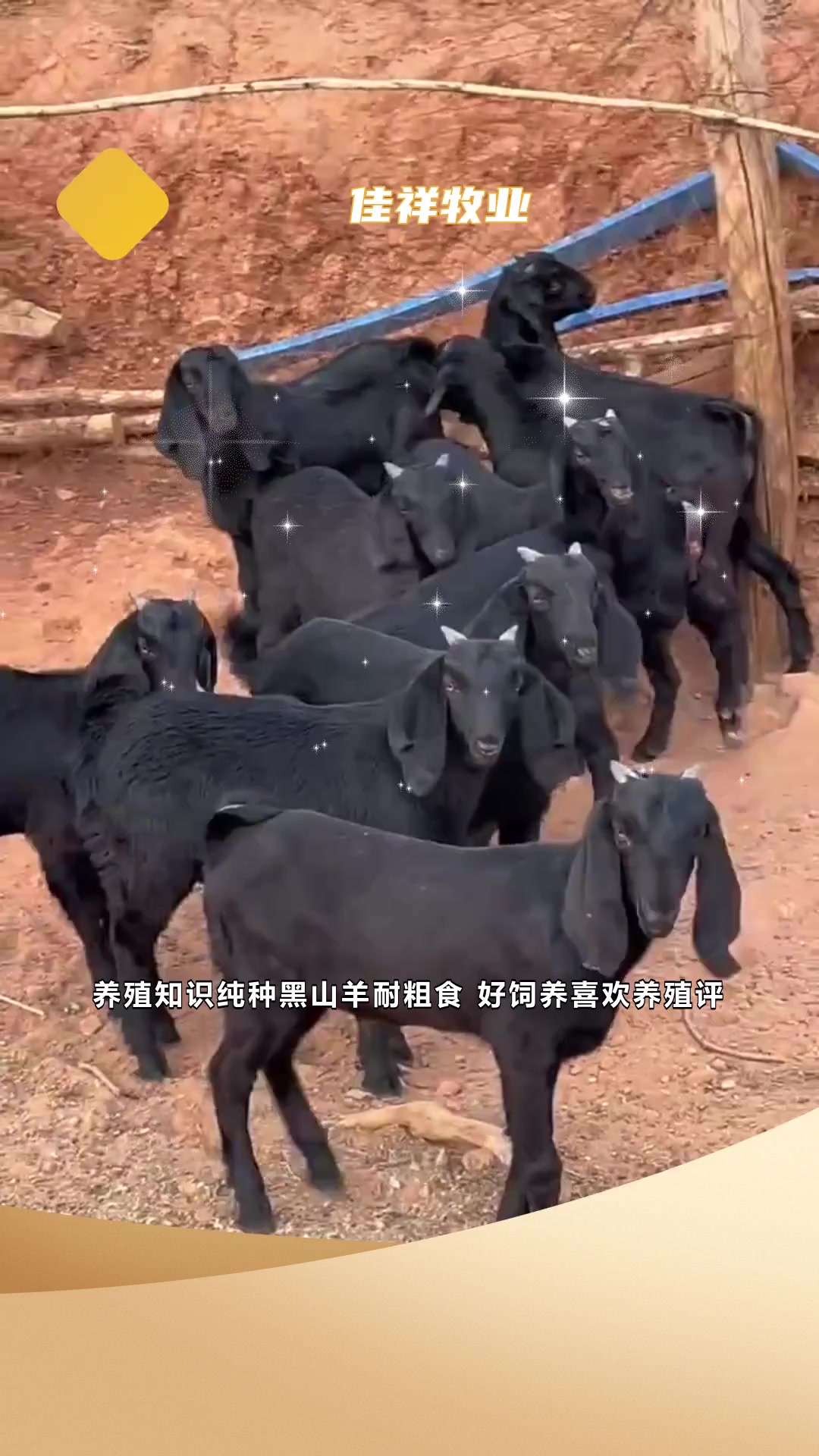 养殖知识纯种黑山羊耐粗食 好饲养-度小视
