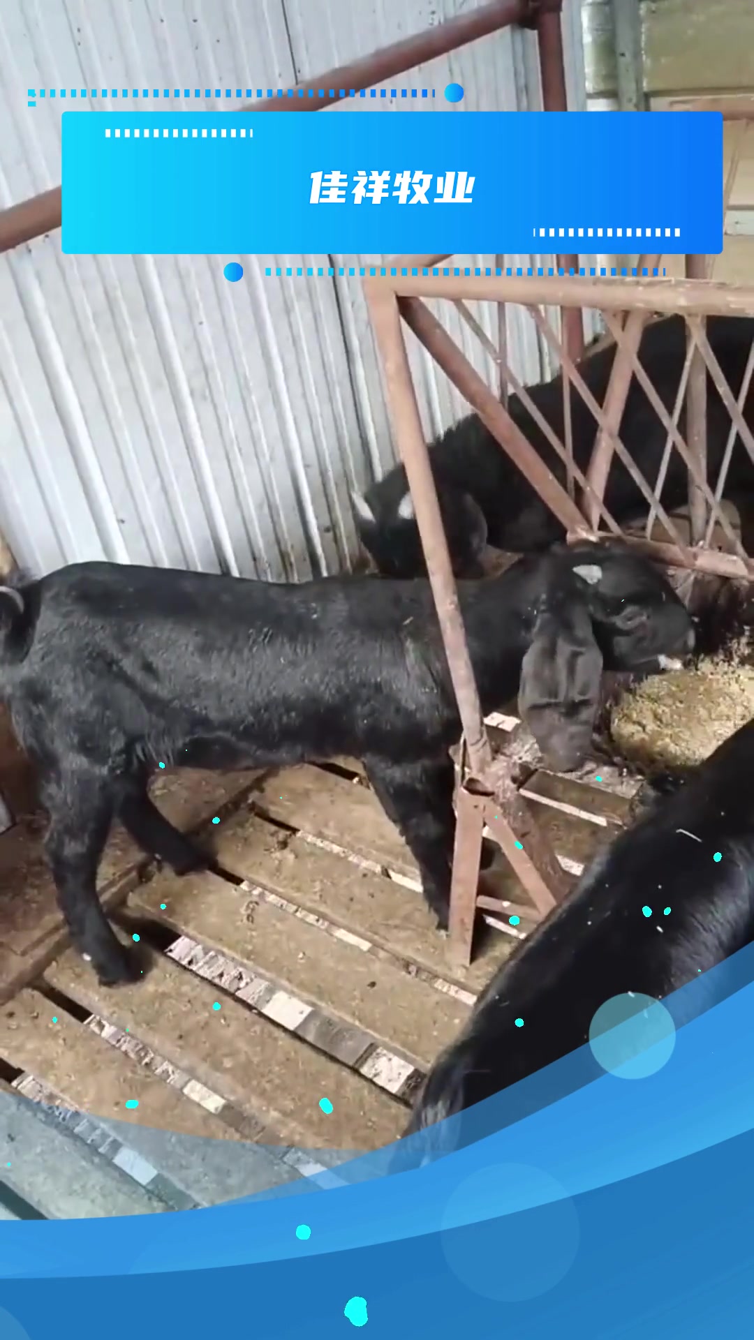 养殖知识纯种黑山羊耐粗食 好饲养-度小视