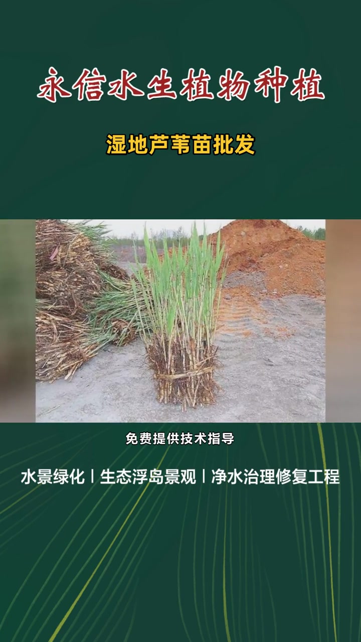 精品芦苇苗 湿地芦苇苗批发 芦苇苗基地-度小视