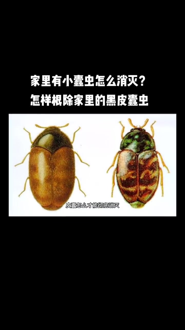 家里有小蠹虫怎么消灭?怎样根除家里的黑皮蠹虫