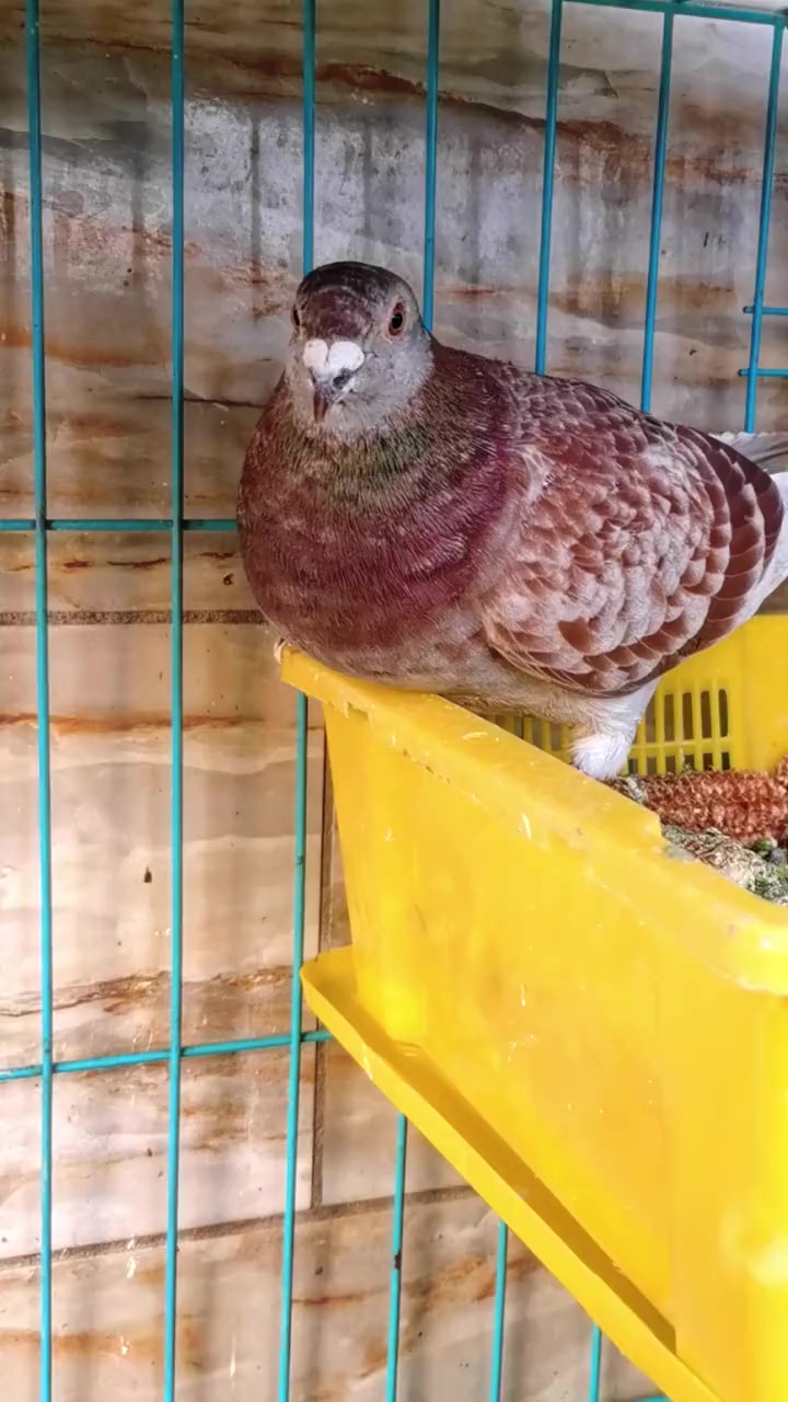 失而复得的红雨点雌鸽!