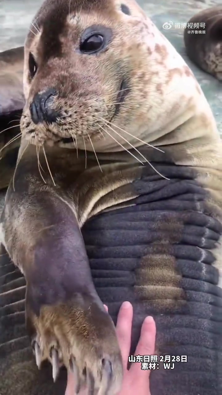 后秀多层腹肌「大笑」」在山东日照海洋公园,男子轻轻抚摸海豹的肚皮